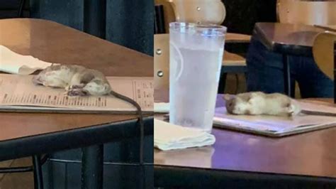 Houston Woman Greeted By Rat Falling From Ceiling At Buffalo Wild Wings 6abc Philadelphia