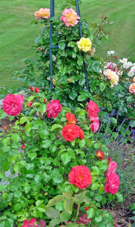 This is article about kleiner garten ohne rasen inspirierend wie kann ein kleiner garten modern gestaltet werden rating: Ein kleiner Blick ins Rosenbeet | Rosen beet, Rosenbeet ...
