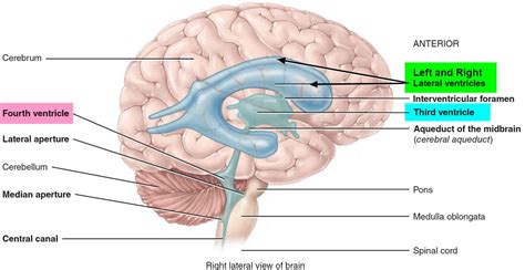 Ventricles Of The Brain Anatomy Function And Enlarged Ventricles Of Brain