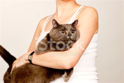British Shorthair Cat Sitting On Knees Of Young Woman Stock Photo