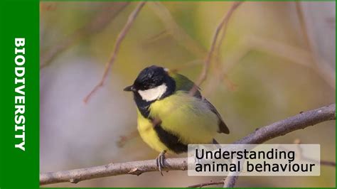 Understanding Animal Behaviour Youtube