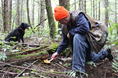 Wet September Boosts Growth Of Mushrooms In The Ford Pinchot The