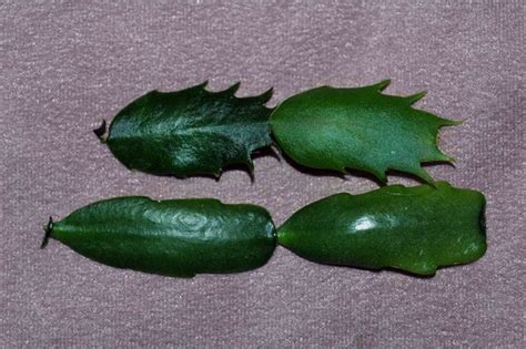 Do you know the difference between a thanksgiving cactus and a christmas cactus? difference between a Thanksgiving cactus and a Christmas ...
