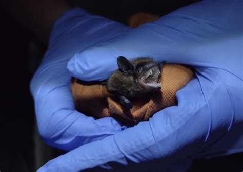 Eek Squeak Husker Scientist Listens For Nebraskas Bats Nebraska