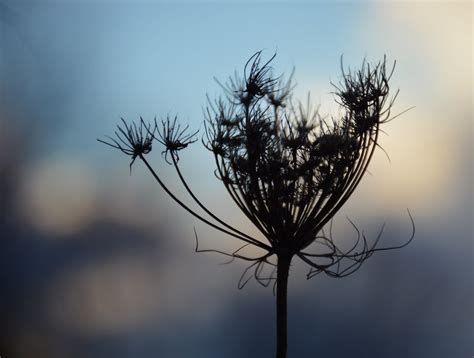The Queen Queen Annes Lace In Silhouette Caroline Flickr