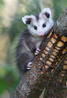 An opossum eating cat food that i leave on my front porch when my cats are outside. rapunzel possum | Baby opossum, Animals beautiful, Baby ...