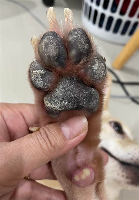 How To Treat Pododermatitis On Dog Paws