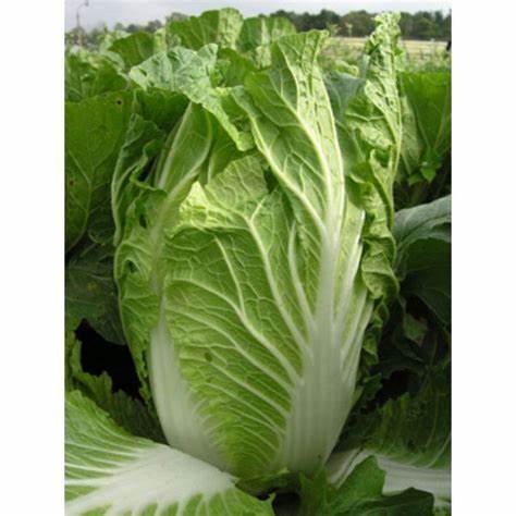 Пекинская капуста диета отзывы Купить Капуста Пекинская Цена, фото, описание, отзывы. Курьерская Купить Капуста Пекинская Цена, фото, описание, отзывы. Курьерская Пекинская капуста диета отзывы