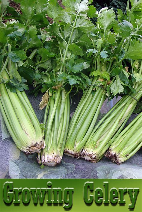 There are few things more satisfying than growing your own food. Quiet Corner:Celery - Growing Guide - Quiet Corner