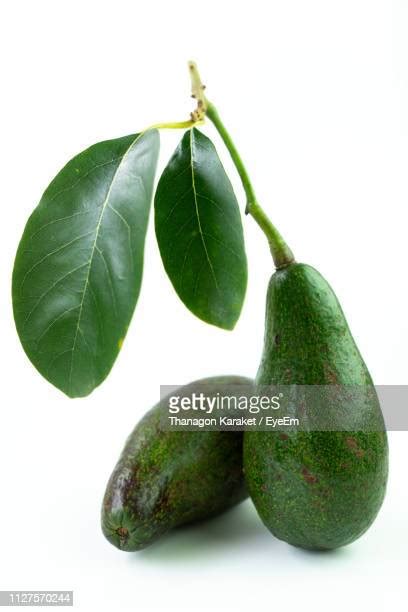 Avocado Leaves White Background Photos And Premium High Res Pictures