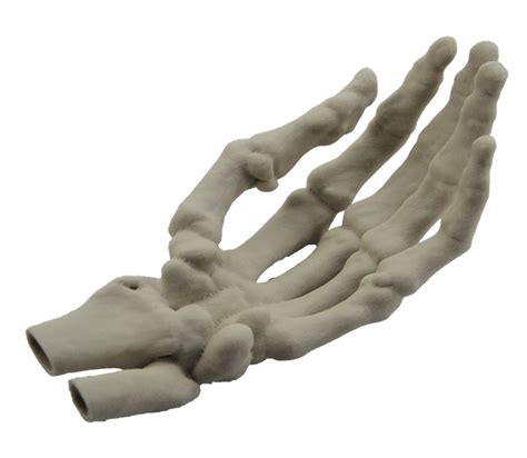 Hand Model Finger Human Skeleton Hand Png Download 883768 Free
