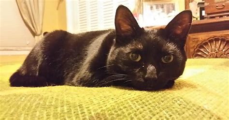 Lucy My Black Cat Imgur