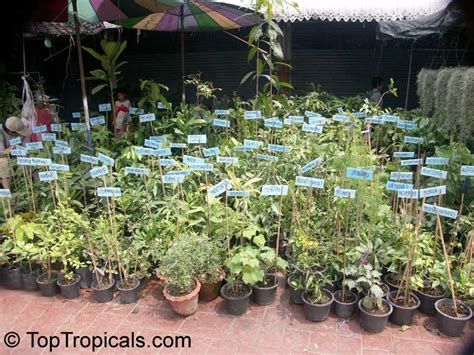 Buy the latest plants at amazon.in. Thailand: Chatuchak (Jatujak) Plants Market in Bangkok ...