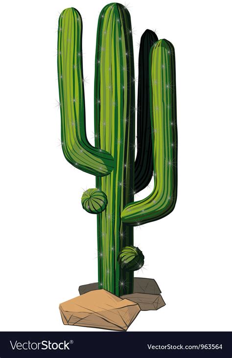 Cactus Royalty Free Vector Image Vectorstock