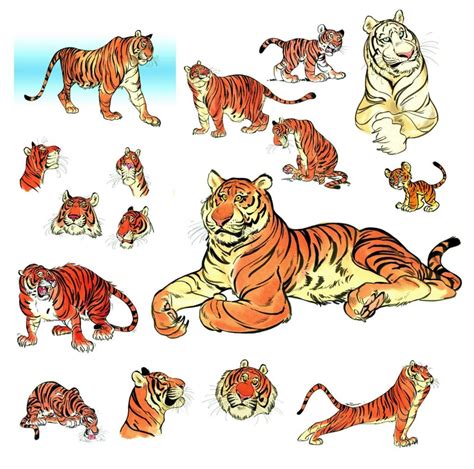 Tiger Drawing Reference And Sketches For Artists