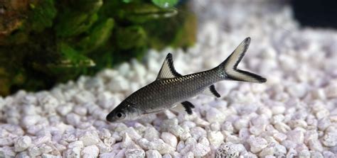 11 Freshwater Aquarium Sharks For Tanks Of All Sizes