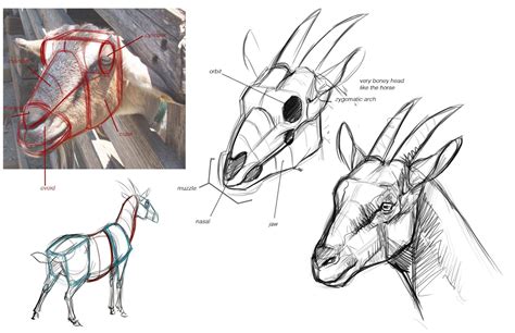Goat Art Animal Art Animal Drawings