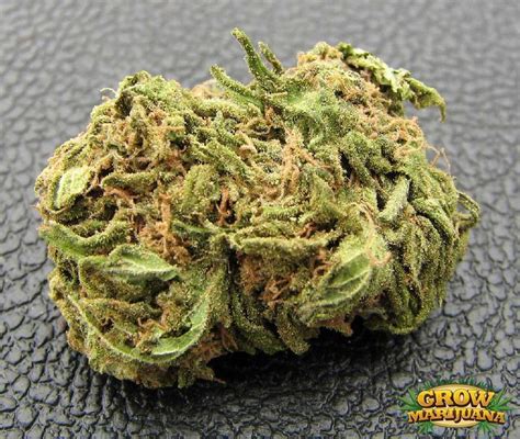 Pot Of Gold Seeds Strain Review Grow