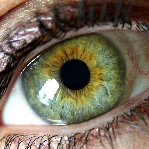 Yellowish Green Eyes