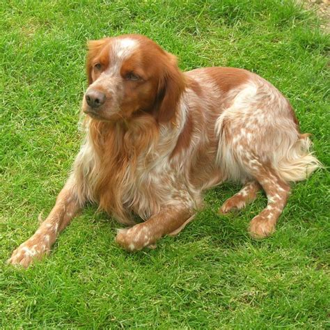 Epagneul breton in the… home of top winning dogs of excellent exteriour and great hunting abilities. L'Epagneul Breton - Races de chiens - Accueillir un chien ...