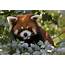 Chinese Zoo Recovers Red Panda On The Lam For Eight Months PHOTOS