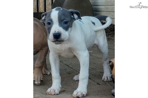 American bulldog dog breeders, $700american bulldog female puppy nkc reg., american bulldog, 2 female american bulldogs for sale, 7thkranch, aas. Big Blue Bade: American Bulldog puppy for sale near Chicago, Illinois. | 624b2a70-abf1