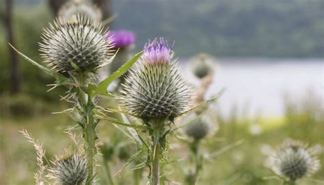 Send flowers from local florists in scotland. What Is the National Flower of Scotland? | Synonym
