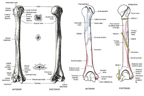 Humerus Bone Anatomy Attachments And Side Determination Bone And Spine