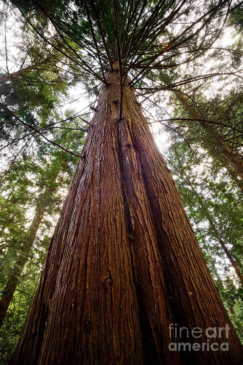 Big Tall Cedar Tree Photograph By Terry Elniski Pixels