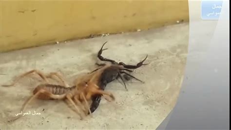 Camel Spider Vs Black Scorpion Real Fight Video Dailymotion