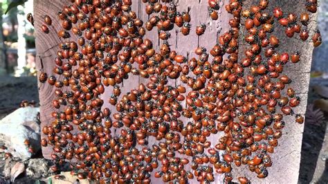 Lots Of Lady Bugs Youtube