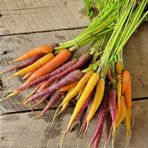 1 Bunch Multi Colored Carrots Windswept Farm Re Farm Café