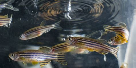 Zebrafish eyed as answer to restoring vision