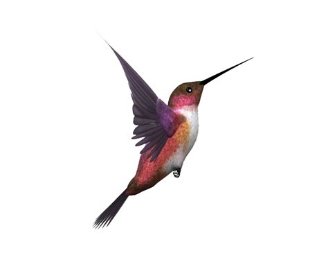 Single Flying Bird Png All