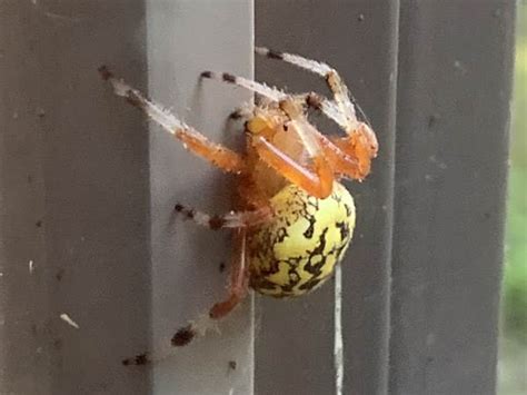 Virginia Spiders Pictures And Identification Tips Green Nature