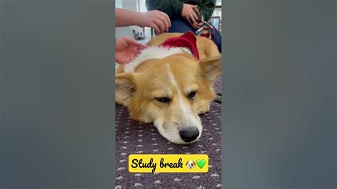 Getting some PAWS-itive vibes from our furry friends at Swem Library! #