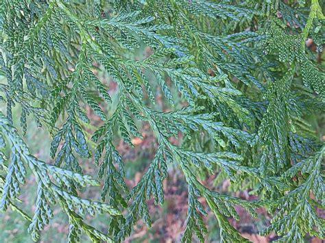 42 Facts About Western Red Cedar In Nature And Culture Owlcation