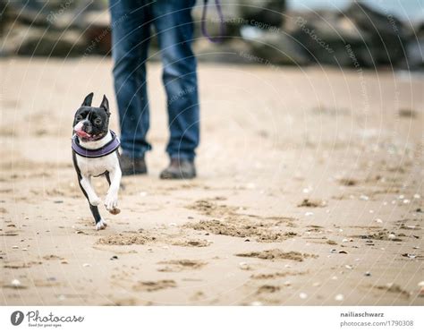 Boston Terrier Am Strand Ein Lizenzfreies Stock Foto Von Photocase