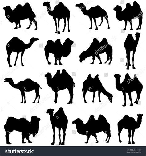 Bactrian Camel And Dromedary Stock Vector Illustration 31388101