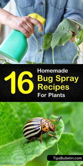 16 Do It Yourself Bug Spray Recipes For Plants Recipe Garden Bug