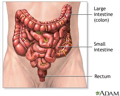 Amylase acts on starch and breaks it down into small carbohydrate molecules. Large bowel resection Information | Mount Sinai - New York