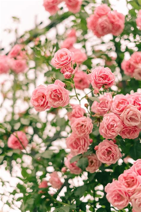 Pink Roses In Bloom Hd Phone Wallpaper Peakpx