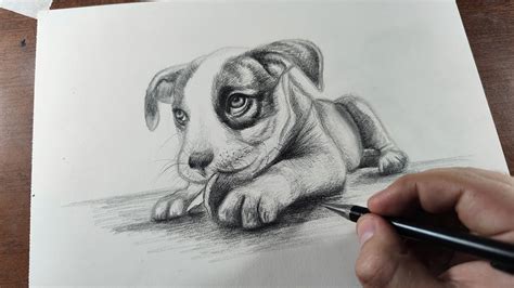 How To Draw A Dog Step By Step Easy For Beginners Realistic Drawing