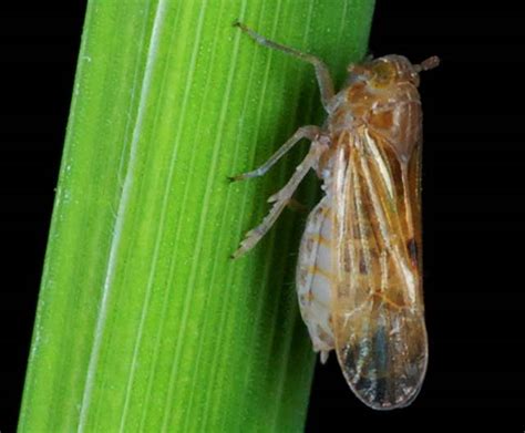 Pest insects can have adverse and damaging impacts on agricultural production and market access, the natural environment, and our lifestyle. Planthopper - IRRI Rice Knowledge Bank