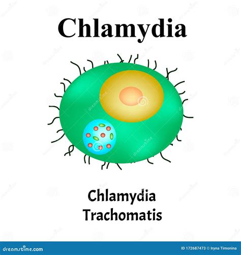 Chlamydia Trachomatis Bacterial Infections Chlamydiosis Sexually