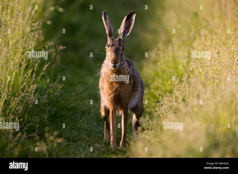 Brown Hare Lepus Capensis In Field Stock Photo Alamy