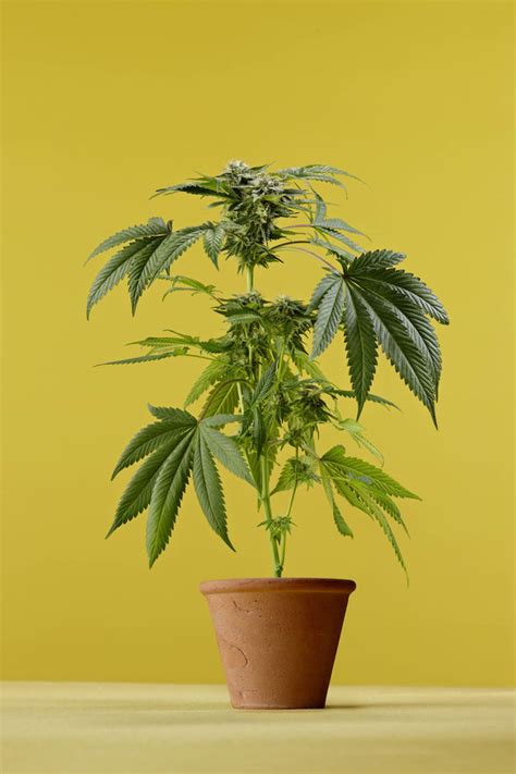Matter synonyms, matter pronunciation, matter translation, english dictionary definition of matter. What is 420? What does it mean and why does it does it ...