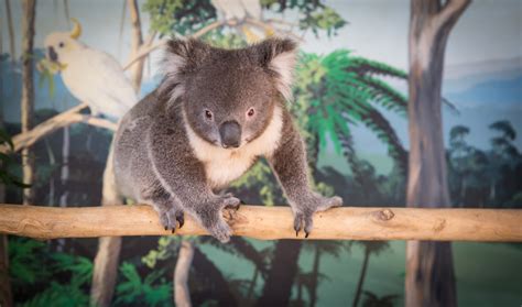 Maru Koala & Animal Park - Access Ability Australia