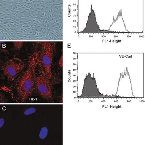 Phenotyping Of Human Endothelial Progenitor Cells Epcs A Growth Of