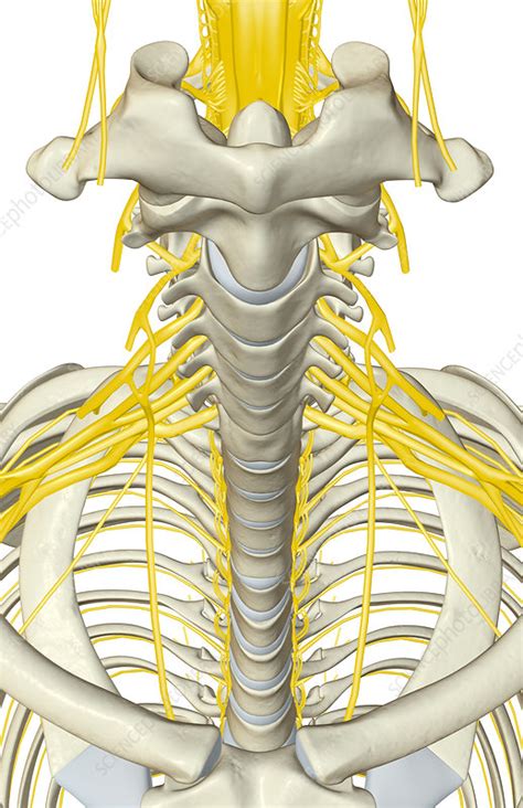 In the human body the muscles of the upper limb can be classified by origin, topography, function, or innervation. Nerves of the upper body - Stock Image - F002/2778 - Science Photo Library